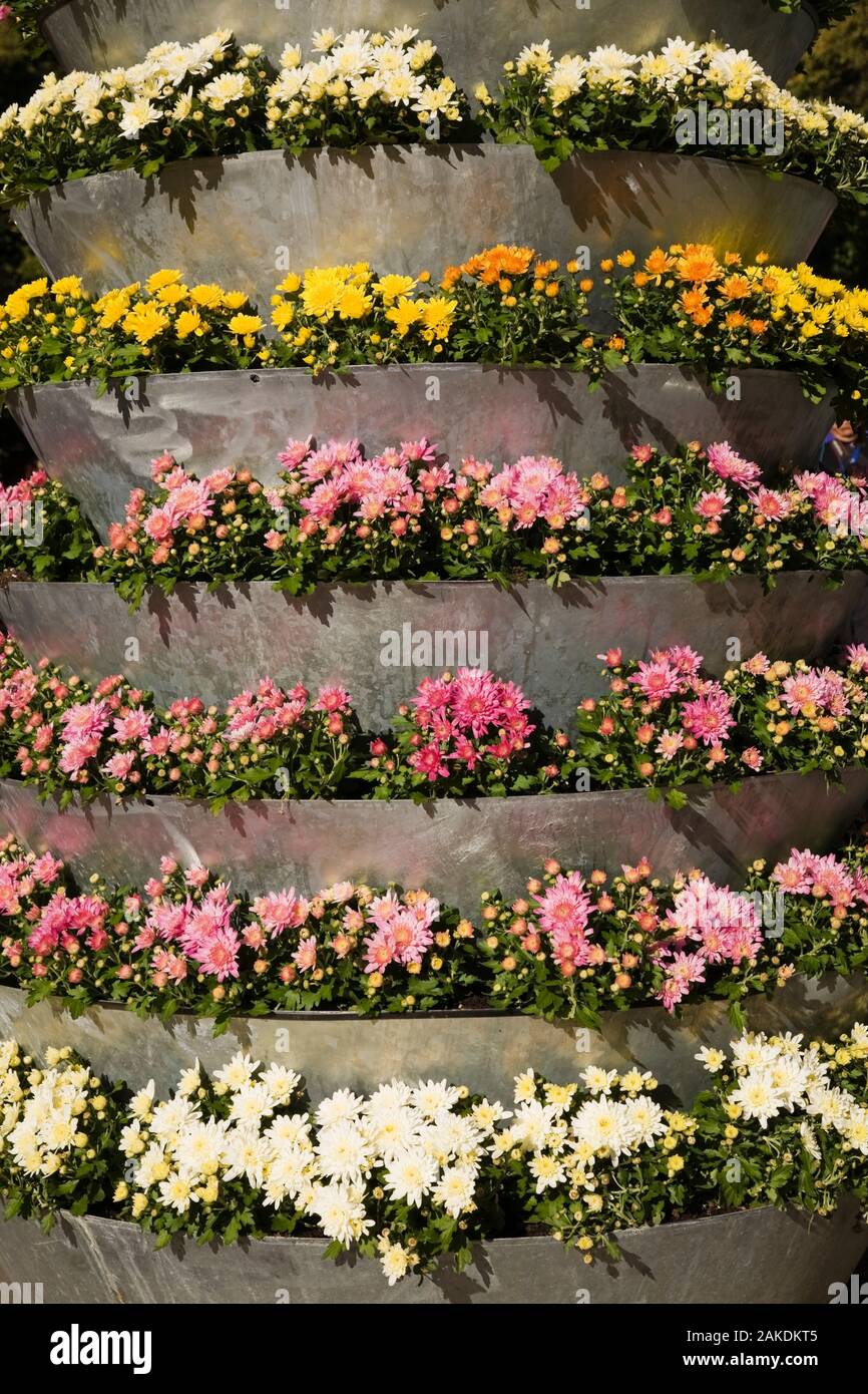 Large metal planter with elevated rows of white, pink and yellow Chrysanthemum flowers in early autumn. Stock Photo