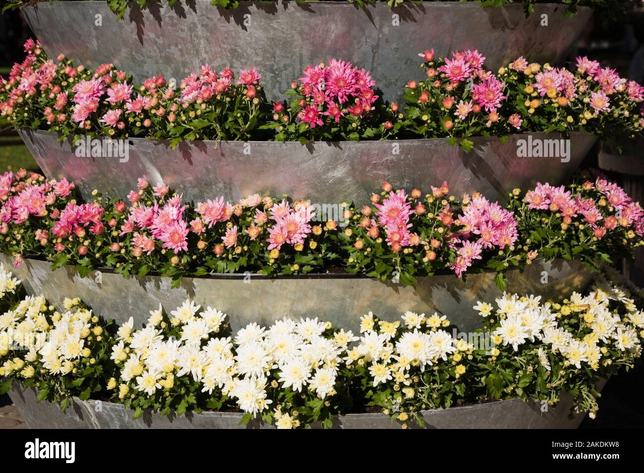Large metal planter with elevated rows of white, pink and yellow Chrysanthemum flowers in early autumn. Stock Photo