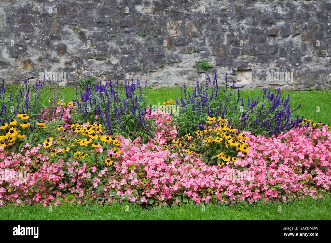 Flower bed in public park planted with pink Begonias, Yellow Rudbeckia - Coneflowers and deep blue Salvia. Stock Photo