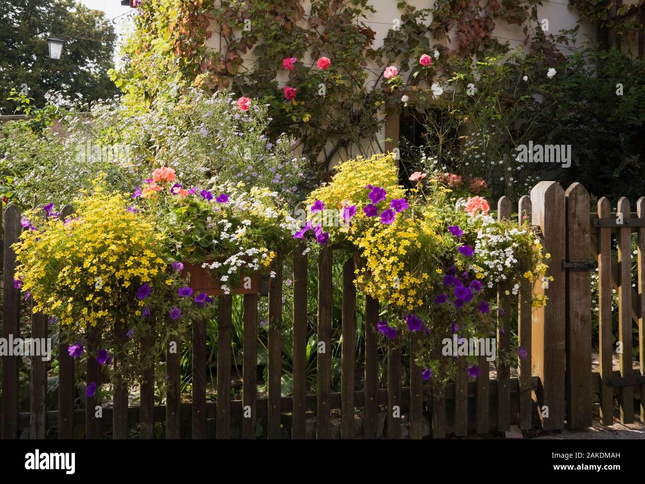 Old wooden picket fence in front yard garden decorated with flower boxes of yellow Bidens, white Bacopa - Water Hyssop and purple Petunias. Stock Photo