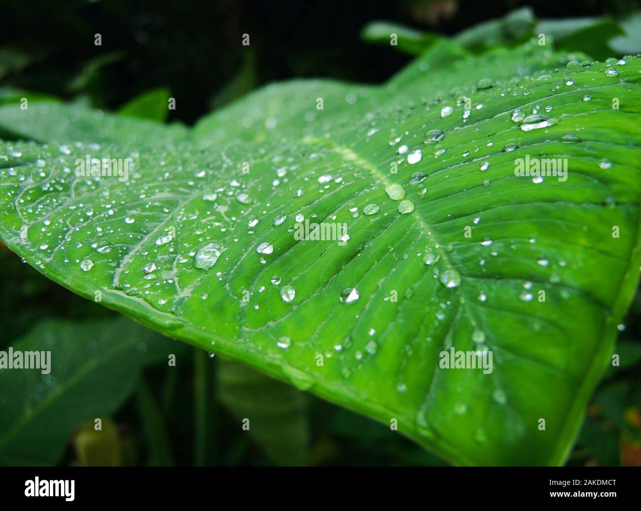 Tropical rainforest seasons hi-res stock photography and images - Alamy
