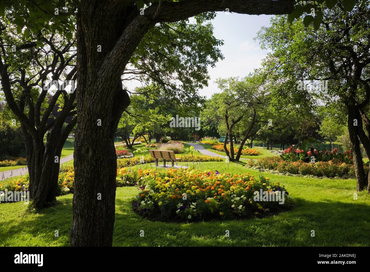 Marigold flowers petunia flowers hires stock photography and images