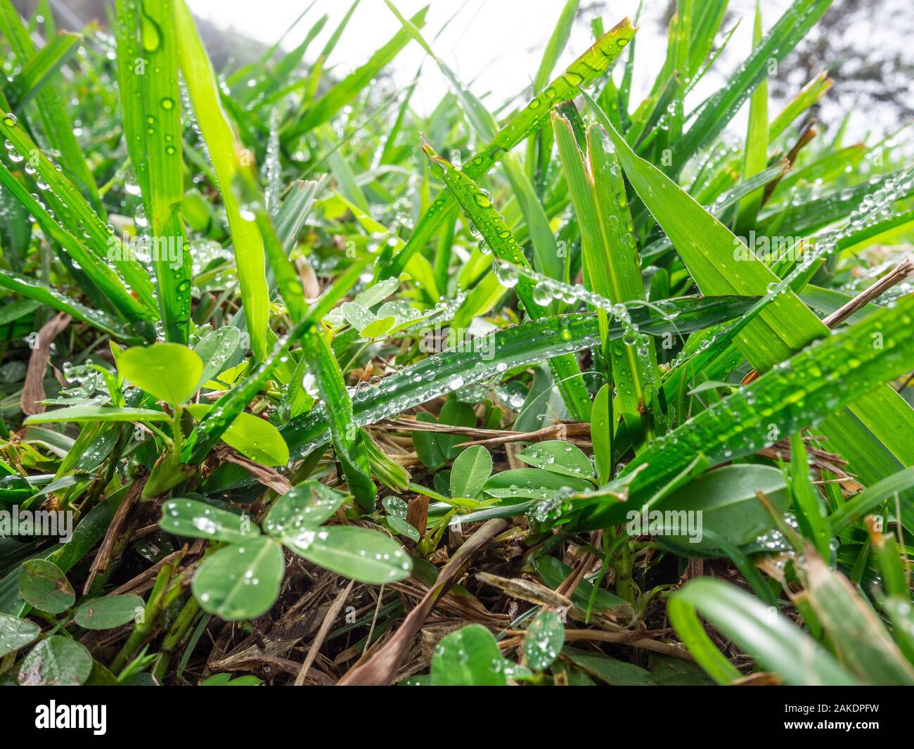 Green grass with dew drops Stock Photo - Alamy