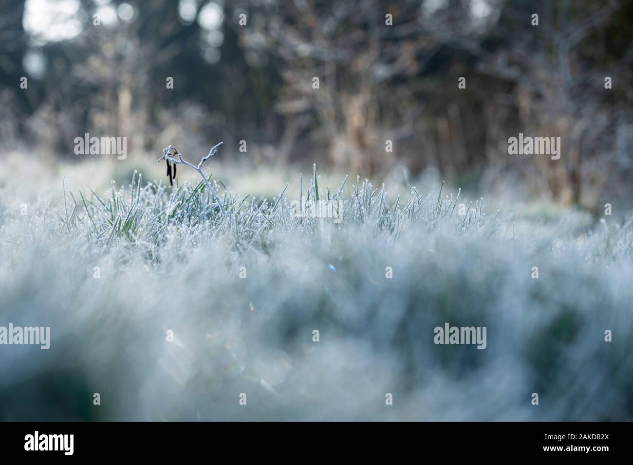 Frosty grass spikelets on frosty spring morning - shallow depth of field Stock Photo