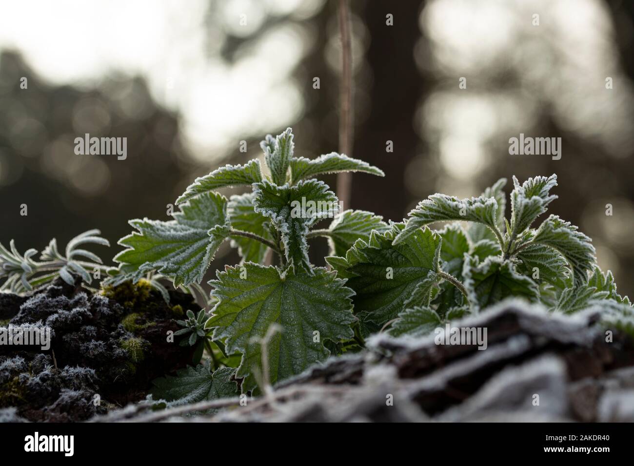Close up macro shoot of nettle leaves in morning frost Stock Photo