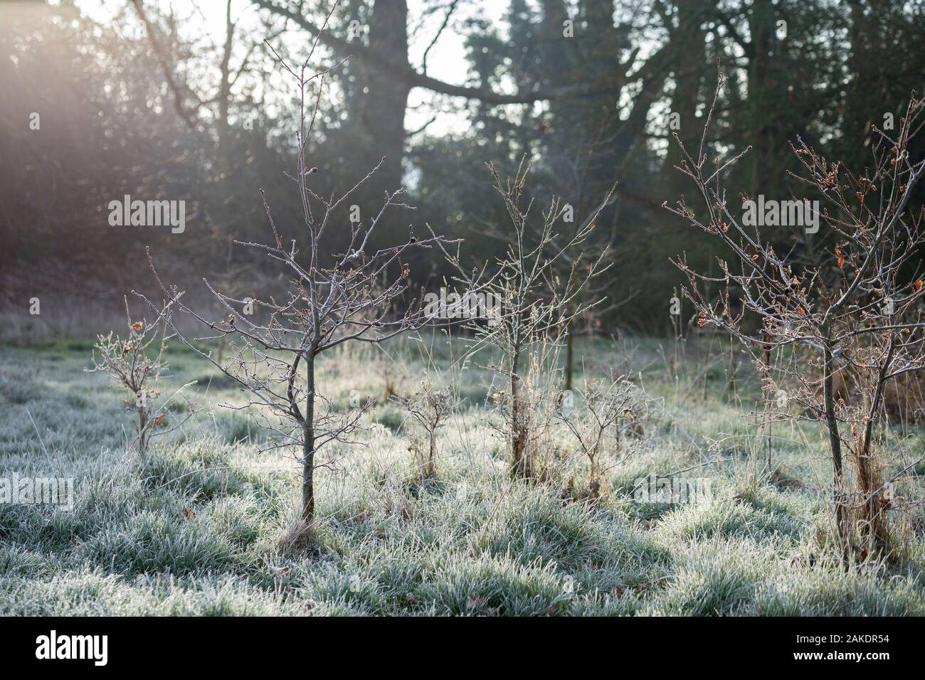 Detail of scenic park at frosty April morning in United Kingdom Stock Photo