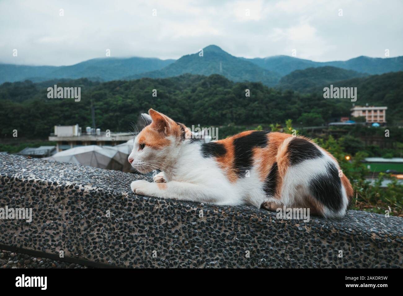 A cat perched on a ledge in Houtong Cat Village, a small village with an abundance of cats on the train line in Ruifang District, Taiwan Stock Photo