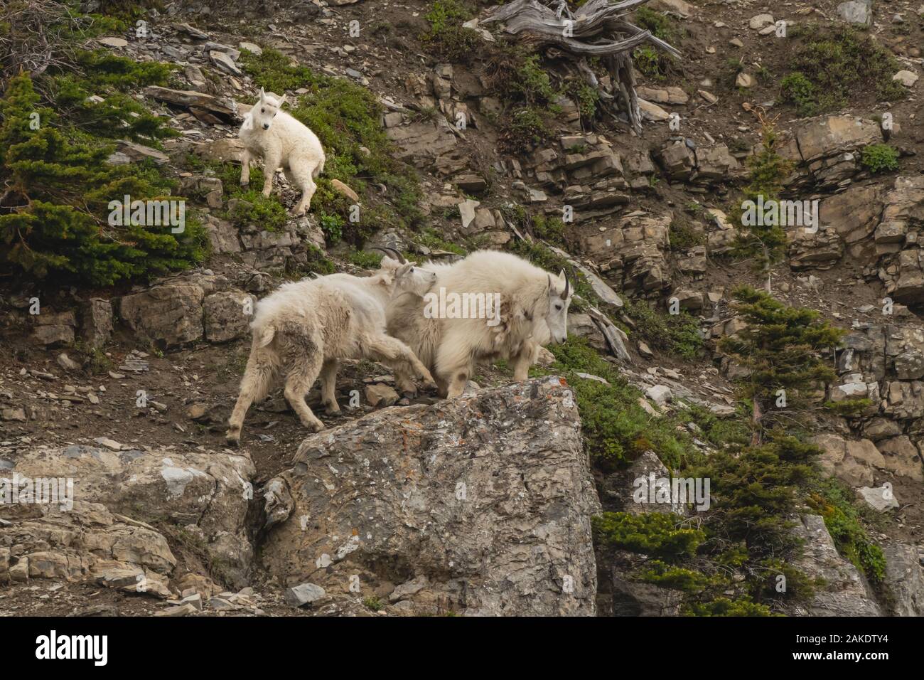 Mountain Goats Interact As Kid Looks On from cliff Stock Photo - Alamy
