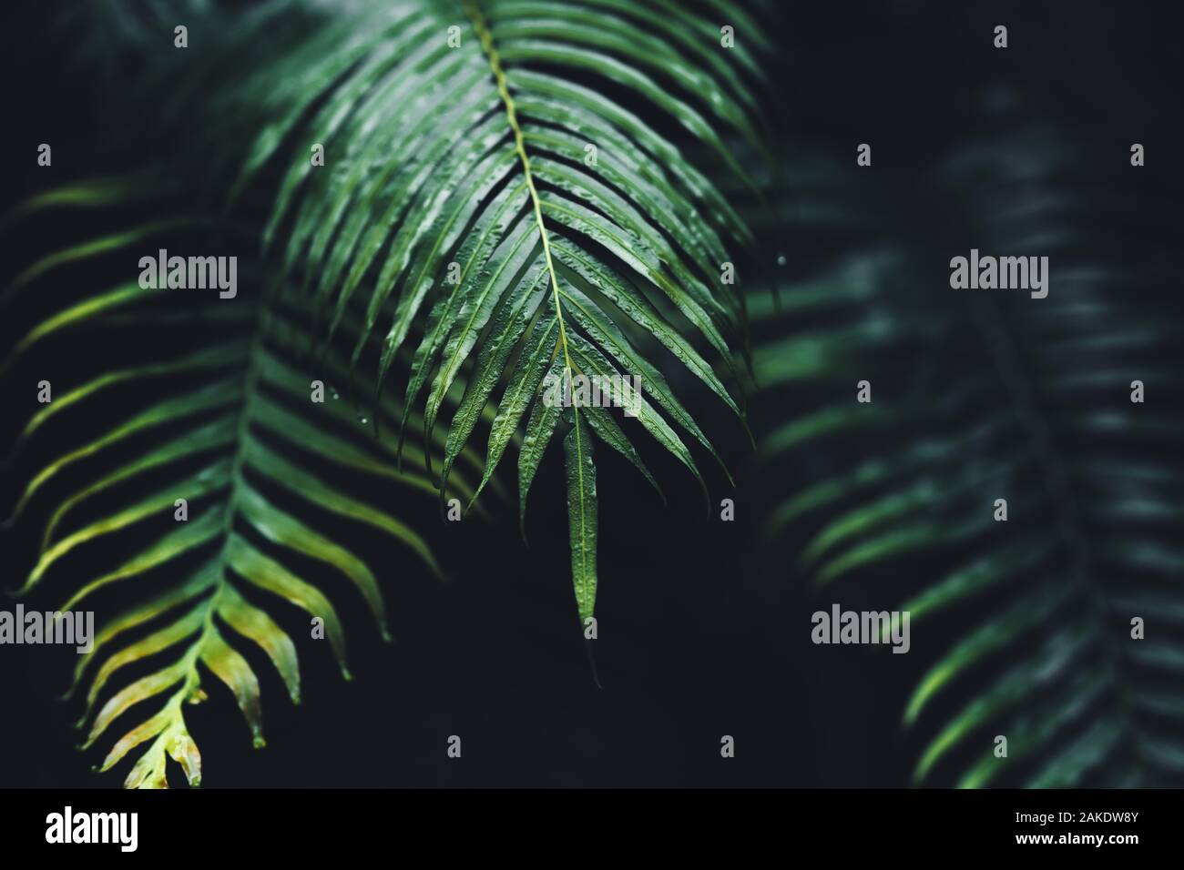 Fern leaves textures details hi-res stock photography and images - Alamy