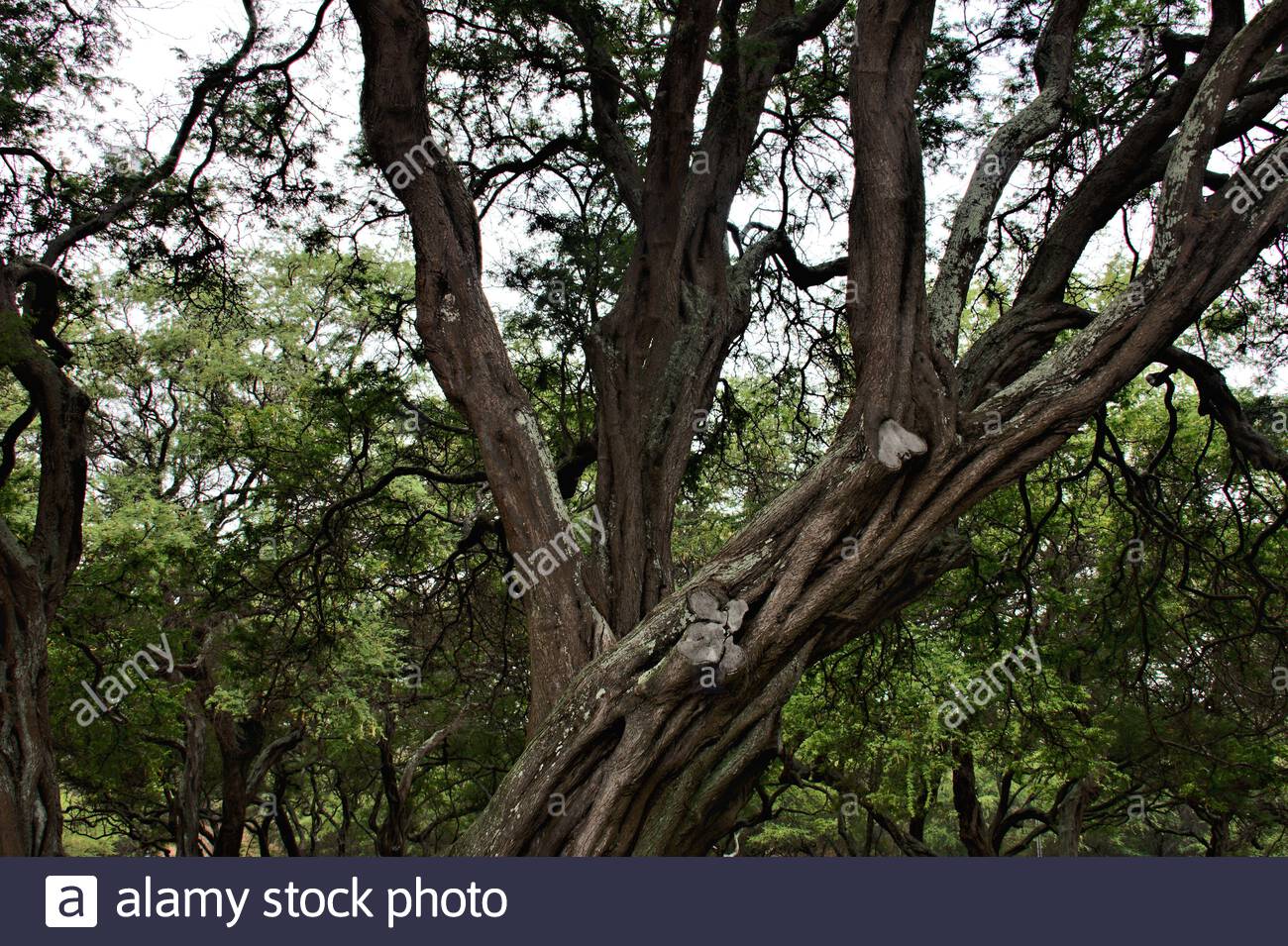Tree Limbs Stock Photos & Tree Limbs Stock Images Alamy