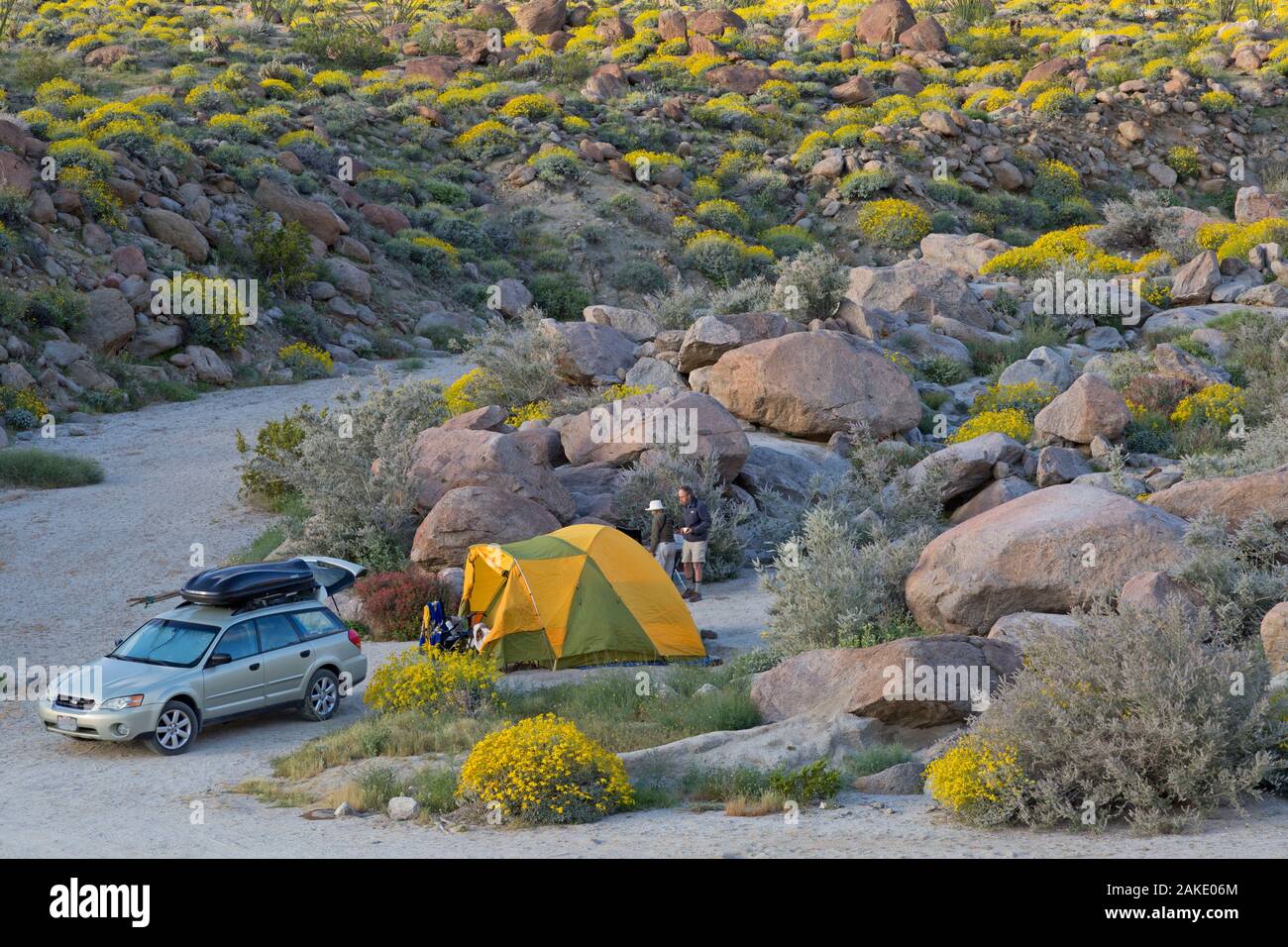 Couple car camping in during spring flower bloom Glorietta Canyon, Anza Borrego State Park, California Stock Photo