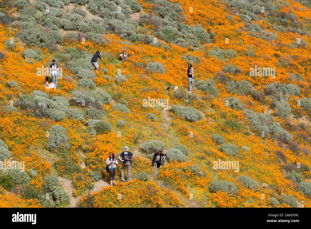 People looking at California Poppy Super bloom at Walker Canyon near Lake Elsinore, California Stock Photo