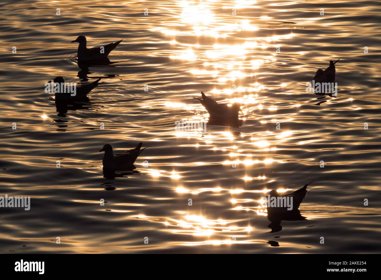 silhouette seagull bird swimming and floating over the sea with shadow reflection at golden sunset. beautiful bird action in nature life with copy spa Stock Photo