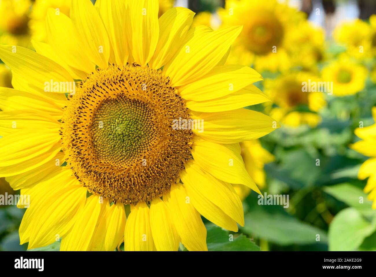 Close up many sunflowers in hi-res stock photography and images - Alamy
