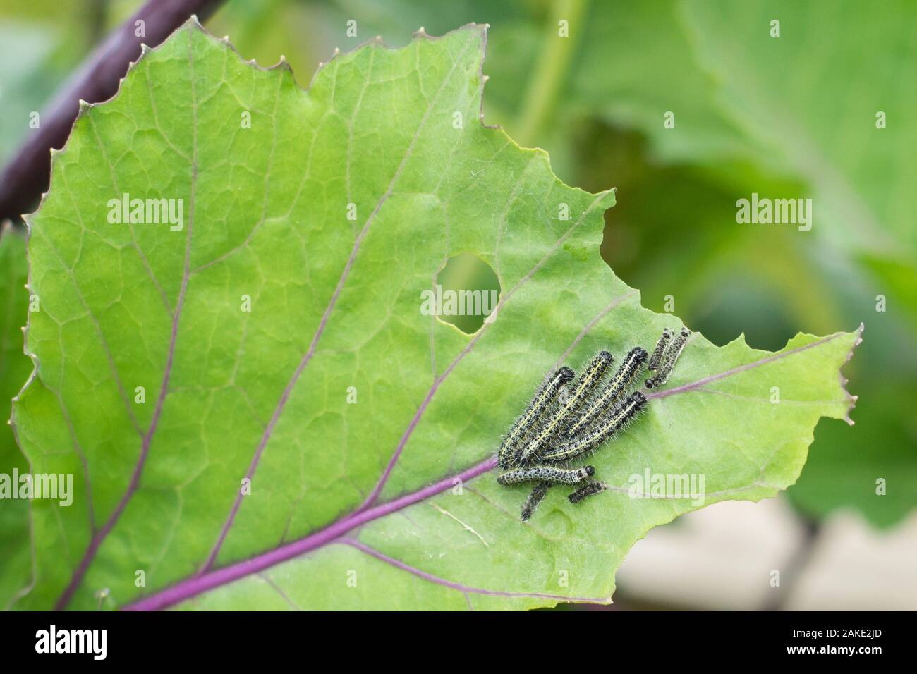 The caterpillar larvae of the cabbage white butterfly eating the leaves