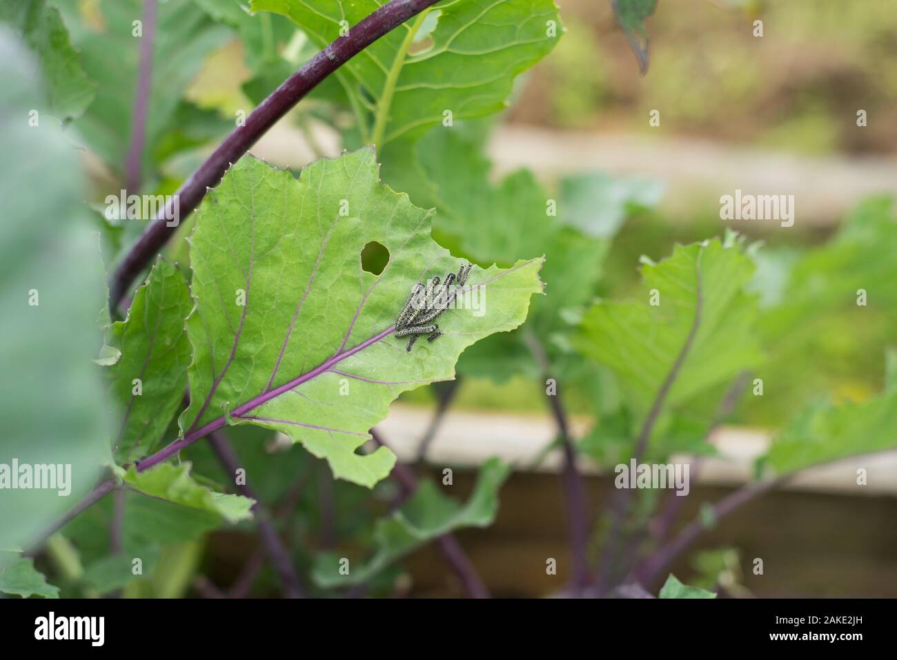 The caterpillar larvae of the cabbage white butterfly eating the leaves