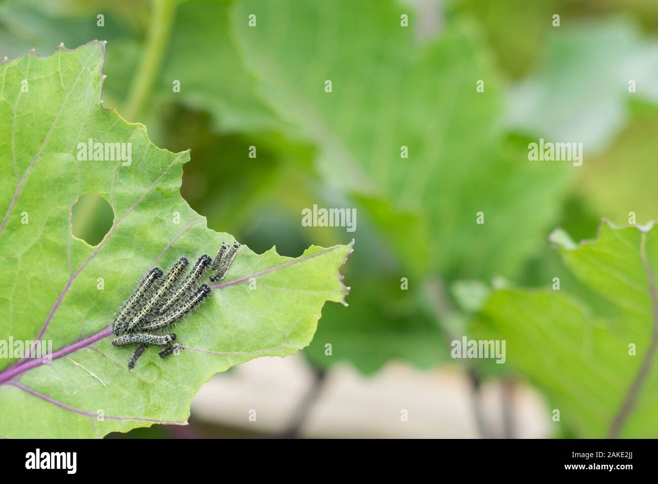 The caterpillar larvae of the cabbage white butterfly eating the leaves