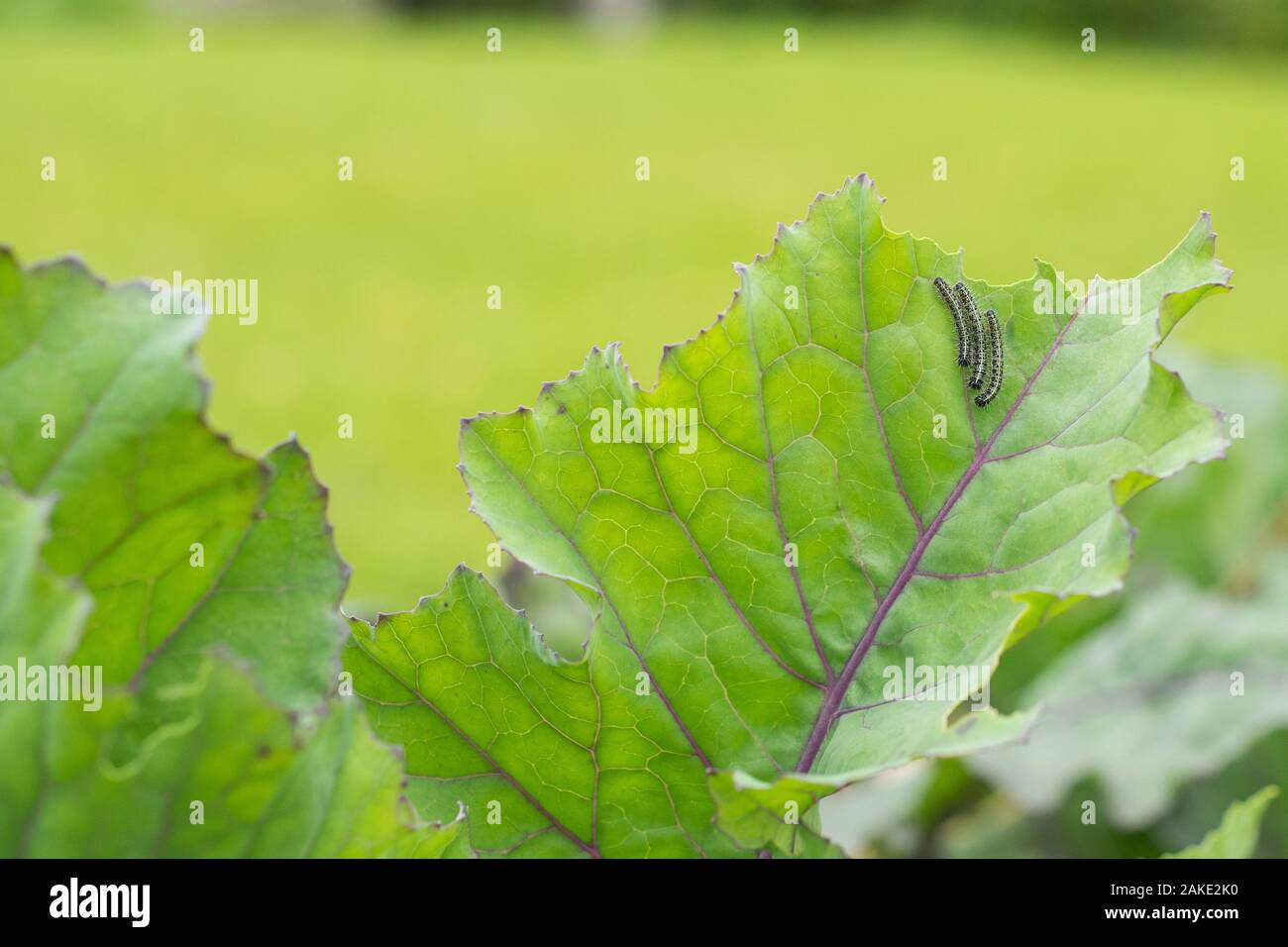 The caterpillar larvae of the cabbage white butterfly eating the leaves