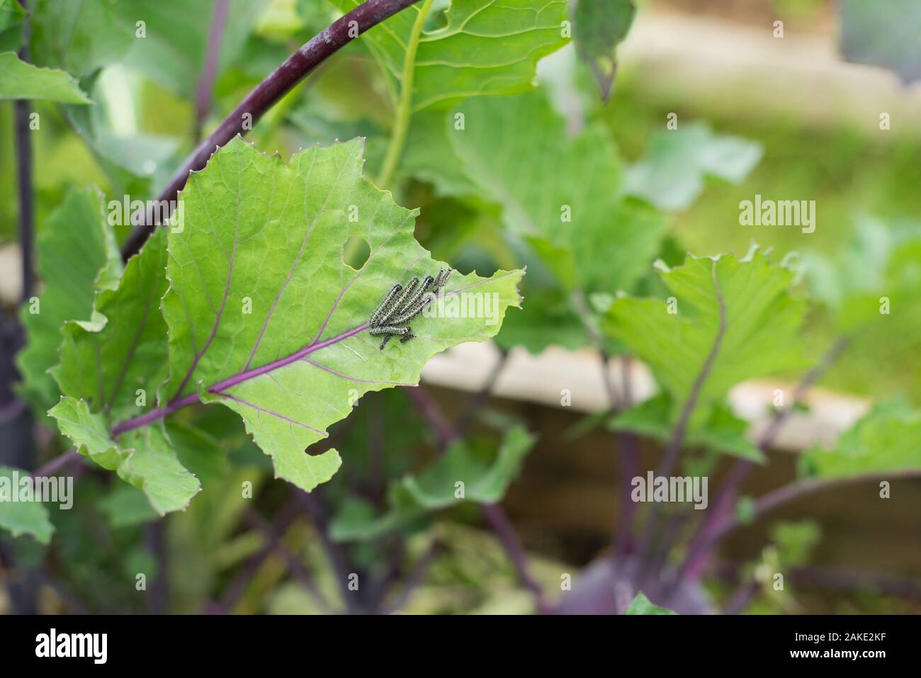 The caterpillar larvae of the cabbage white butterfly eating the leaves