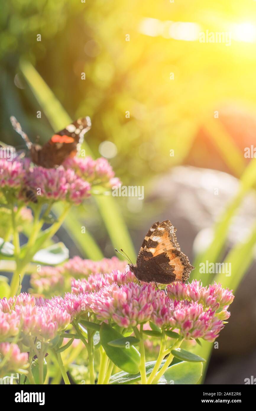 Aglais urticae, Small Tortoiseshell butterfly on pink flowers, Beautiful natural background with butterfly in garden. Stock Photo