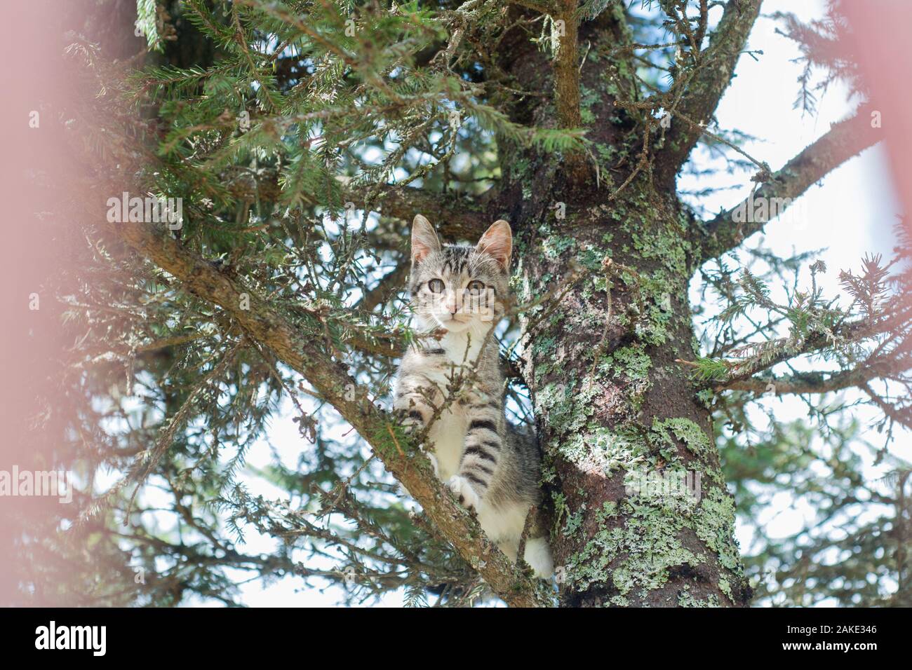 Cute cat is lying on the tree ,Little kitten on a branch ,Cute pets ...