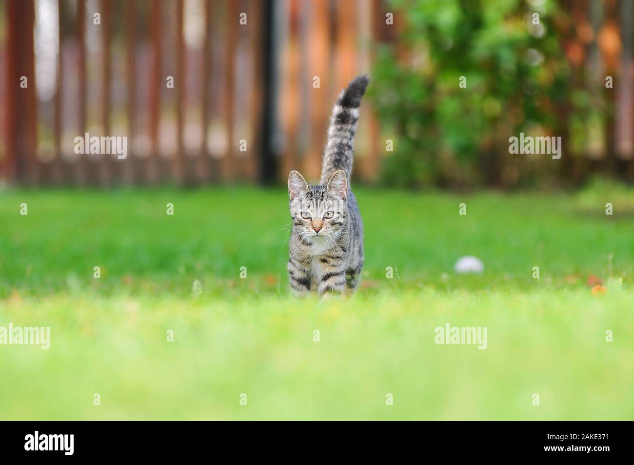 Little British kitten is walking on the green grass Stock Photo - Alamy