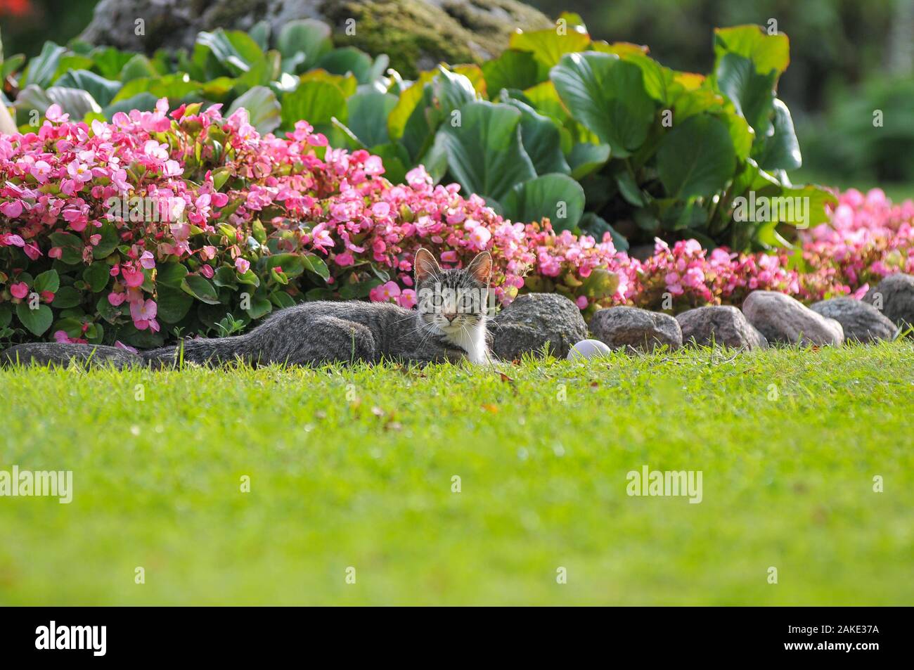 Little British kitten is walking on the green grass Stock Photo - Alamy