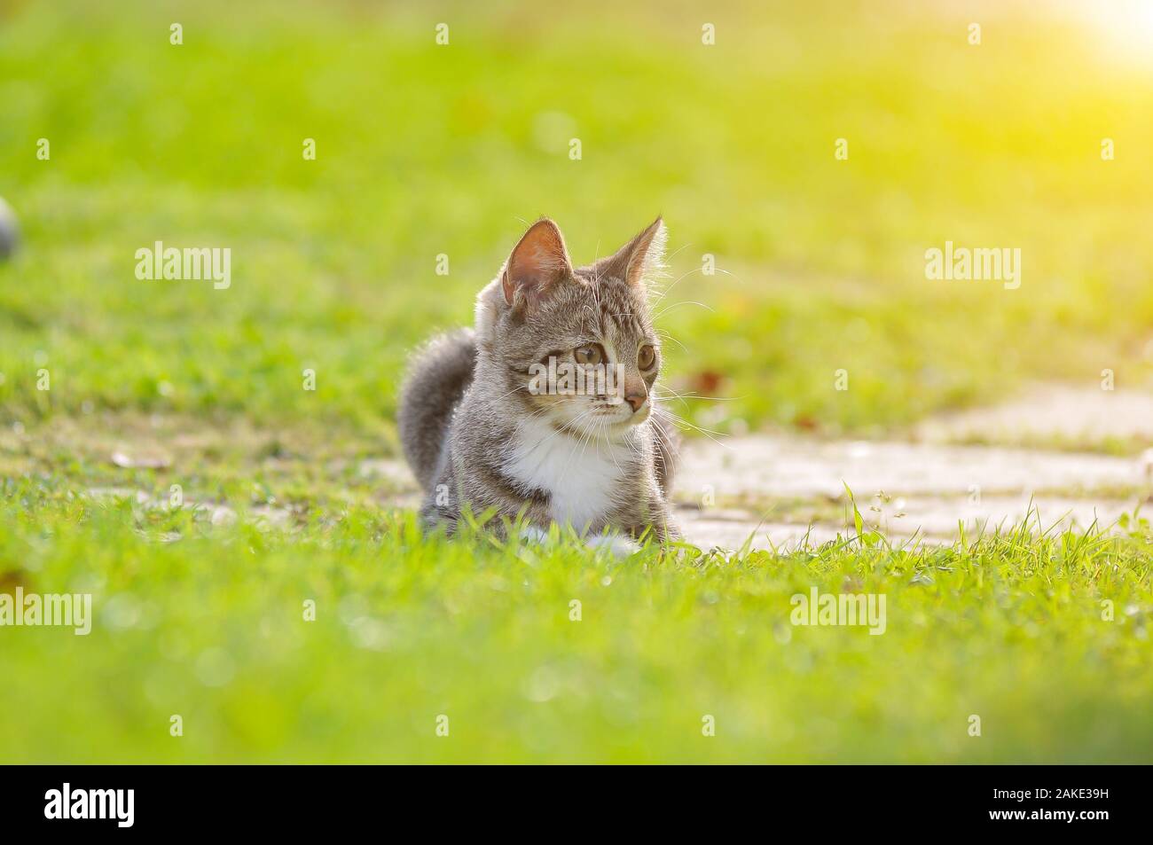 Little British kitten is walking on the green grass Stock Photo - Alamy
