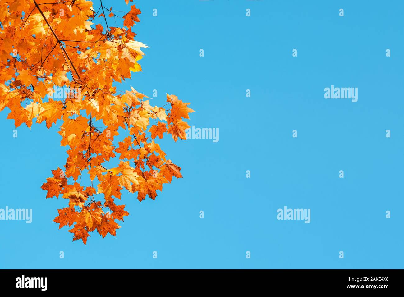 Autumn leaves with the blue sky background Stock Photo - Alamy