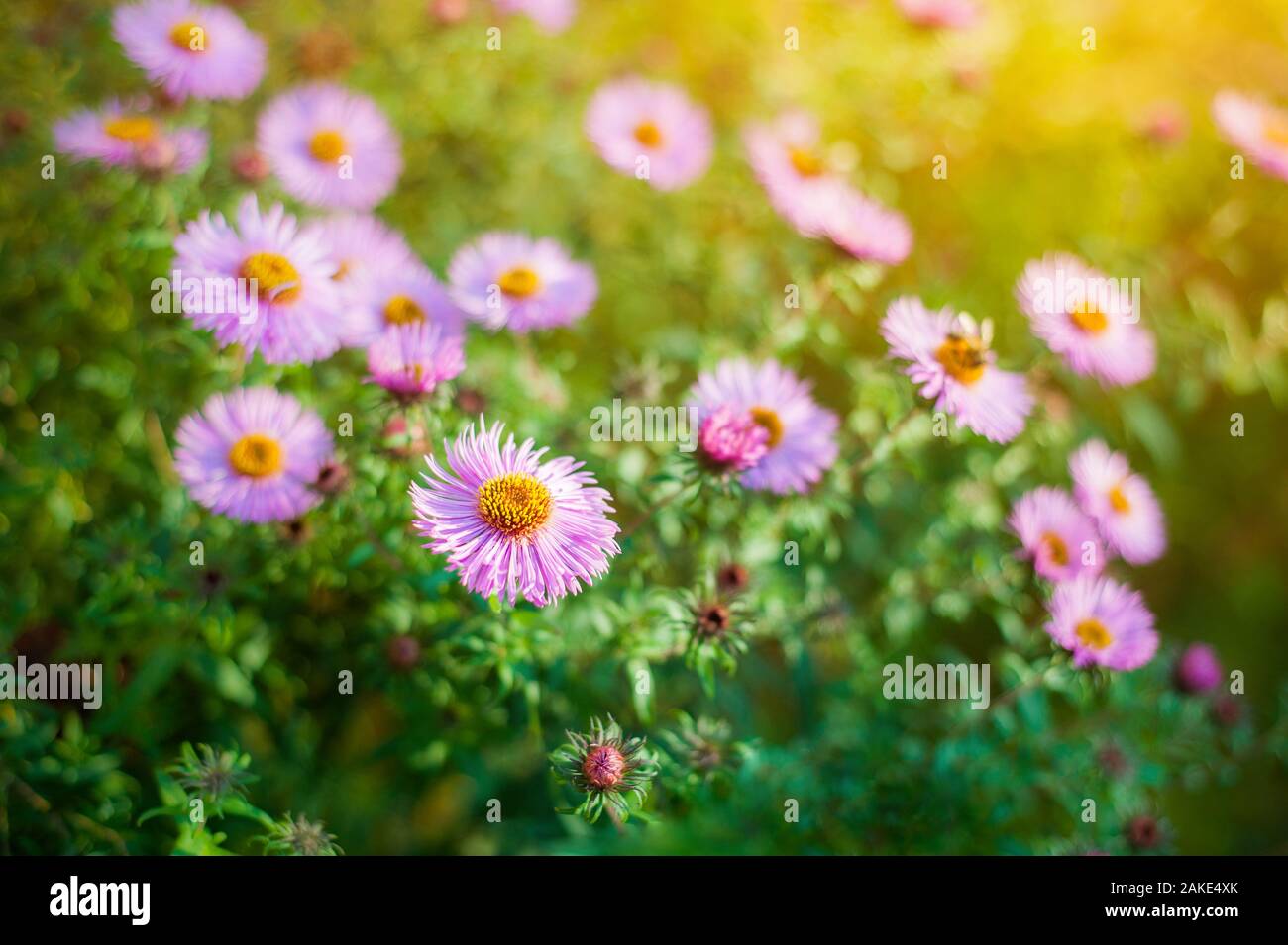 Sweet pink purple cosmos flowers in the field with blue sky background ...