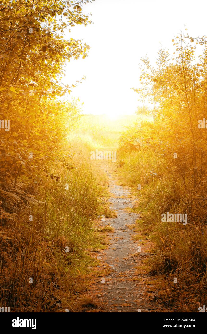 Path Across Autumn Forest Way To Sun Through Fall Foliage Of Trees Amazing Sunny Background With Yellow Leaves Stock Photo Alamy