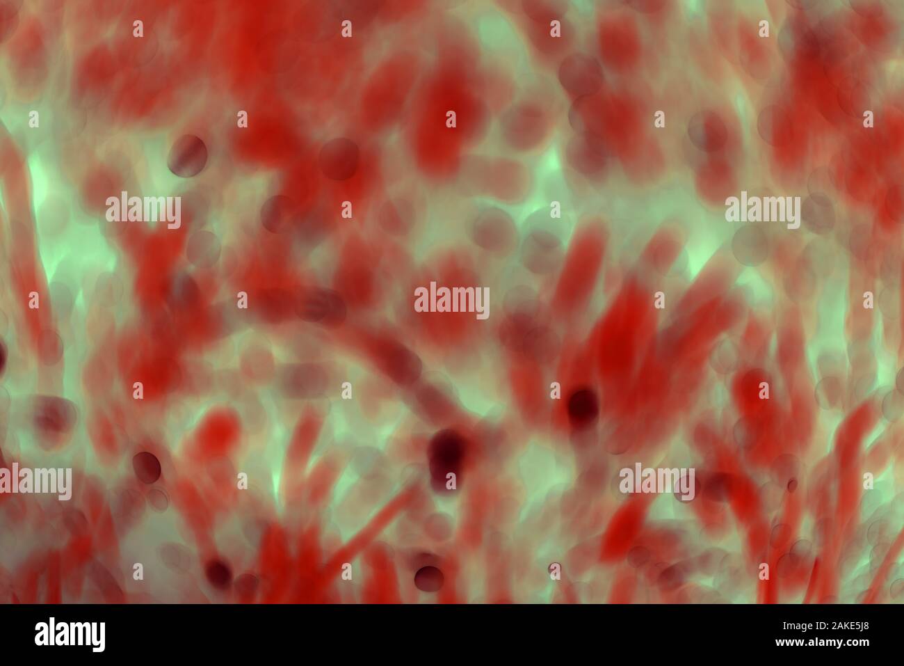 many blured bacteria close up under the microscope. Abstract Stock ...