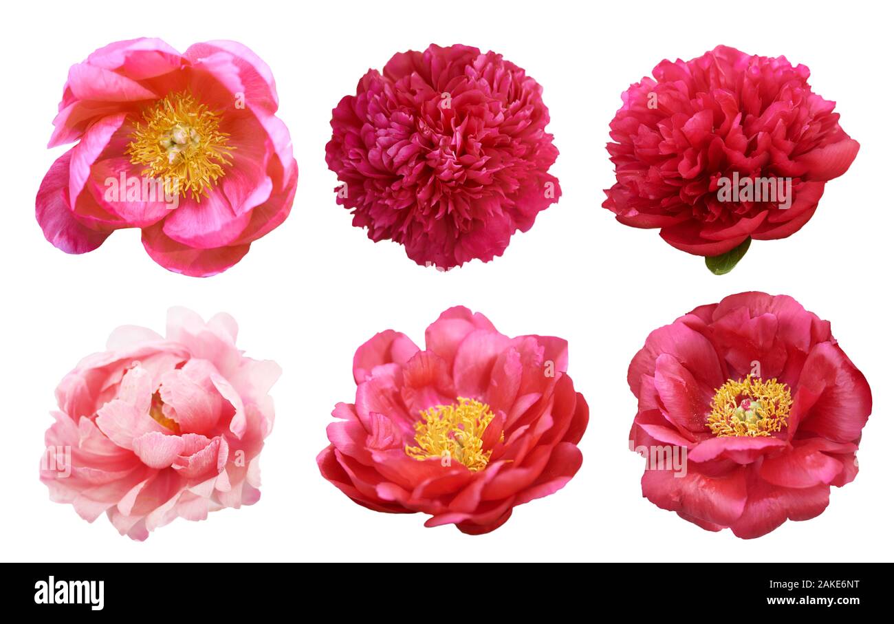 Beautiful peonies on white background. Pink flowers isolated. Stock Photo