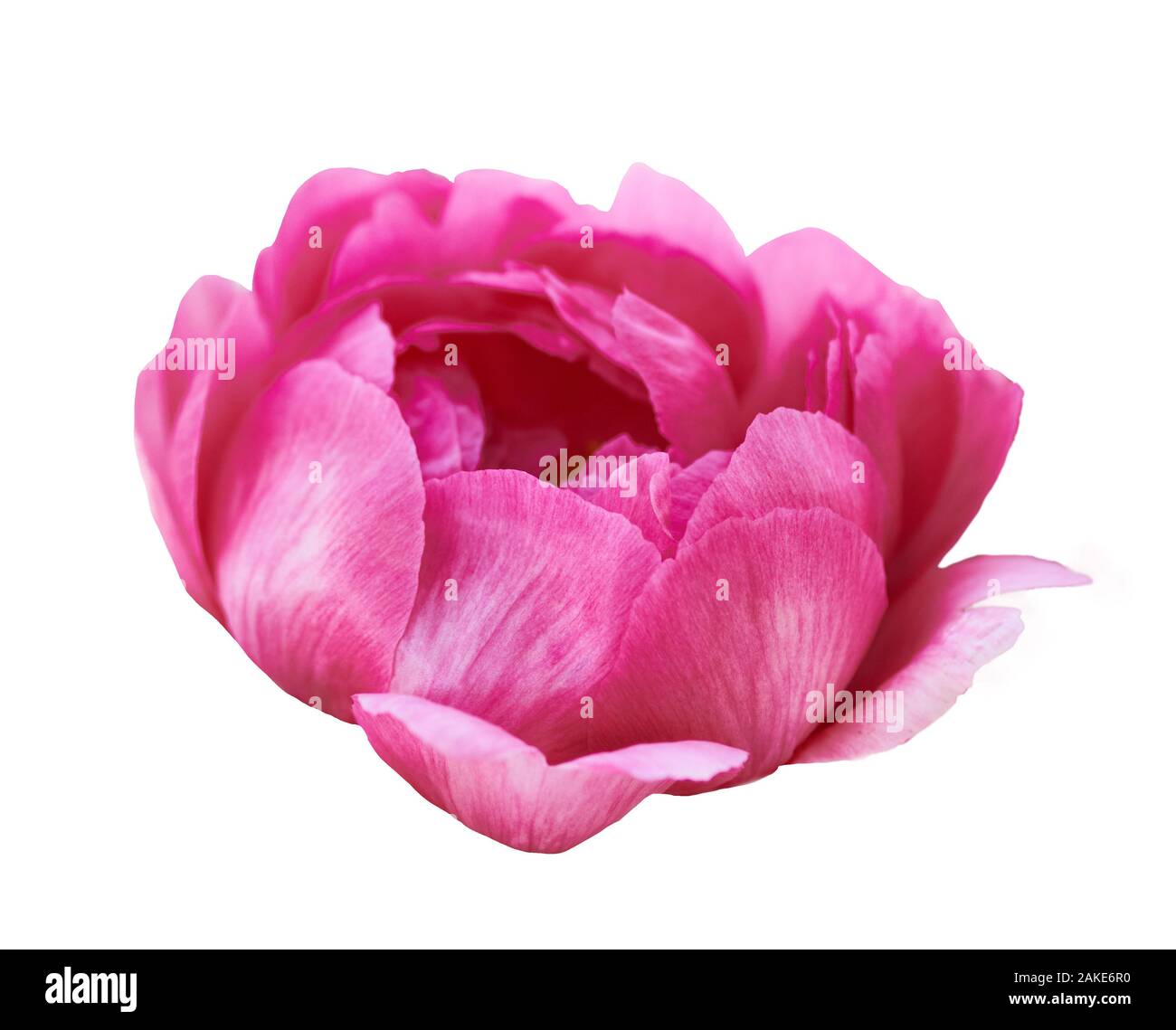 Beautiful peony flower on white background. Pink flower isolated Stock ...