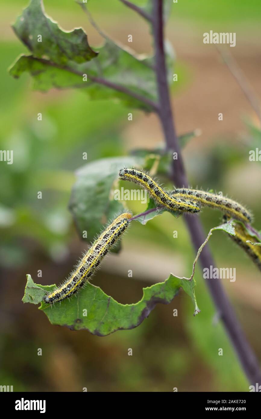 The Caterpillar Larvae Of The Cabbage White Butterfly Eating The Leaves ...