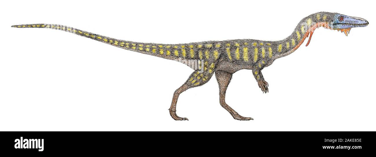 Coelophysis Bauri High Resolution Stock Photography and Images Alamy