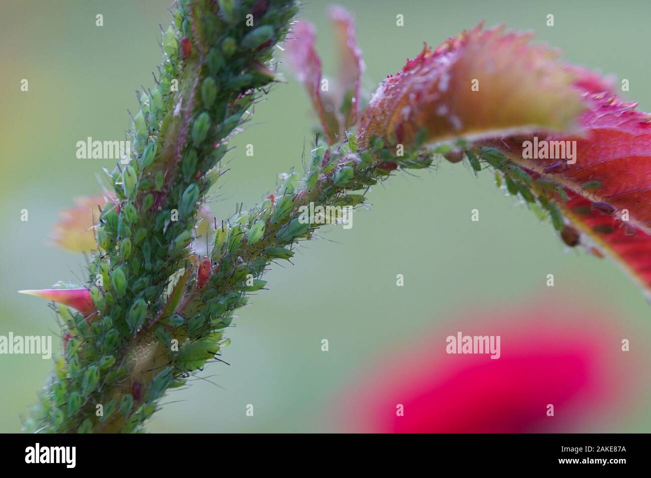 Extreme magnification - Green aphids on a plant Stock Photo
