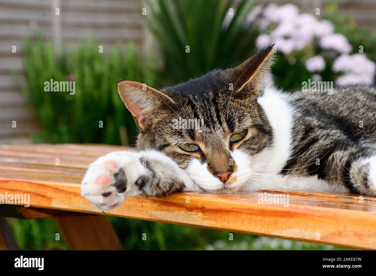 English Short Hair Cat In Stock Photos English Short Hair Cat In