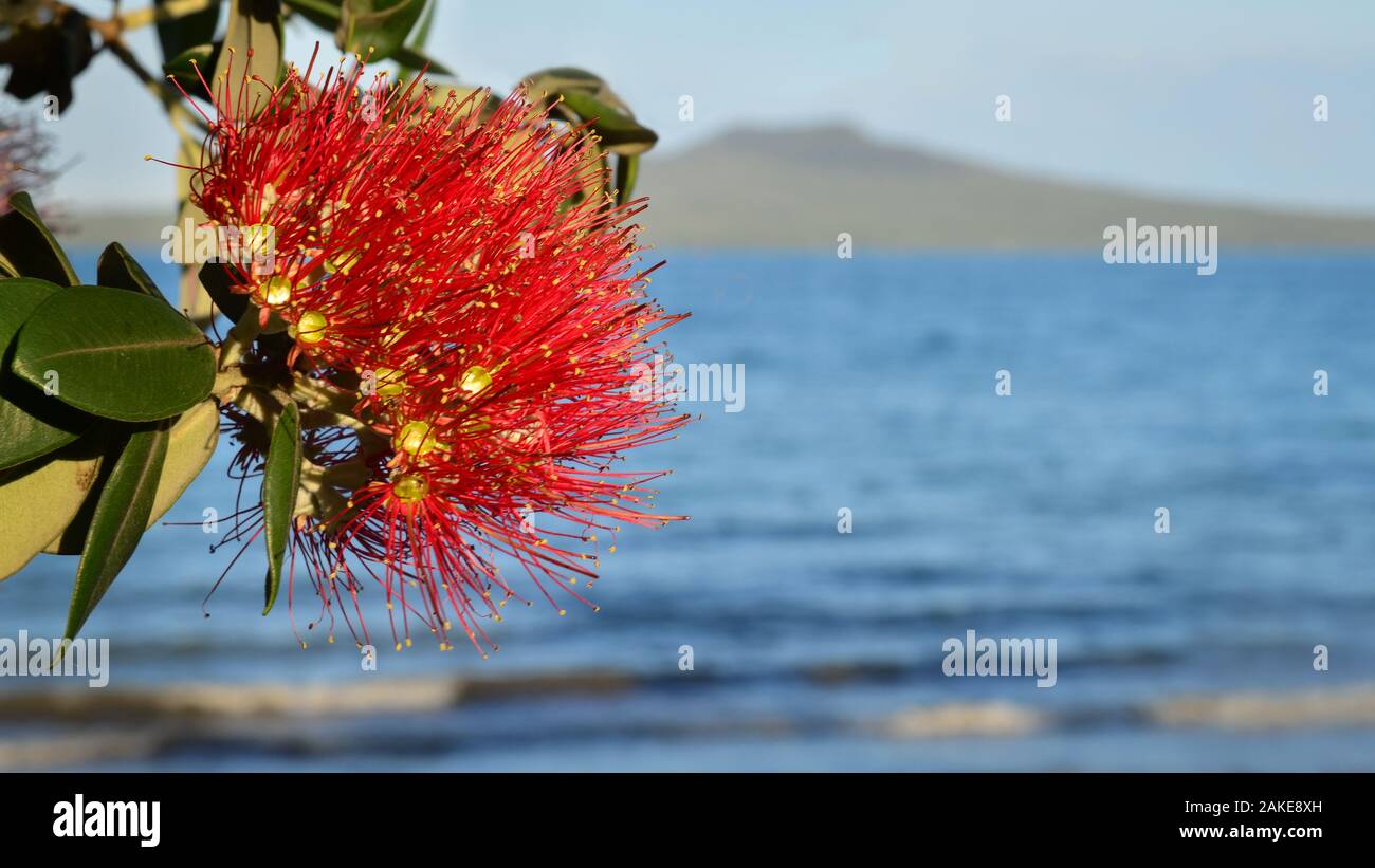 Pohutukawa flower at Takapuna Beach with Rangitoto Island in the distance, Auckland New Zealand Stock Photo