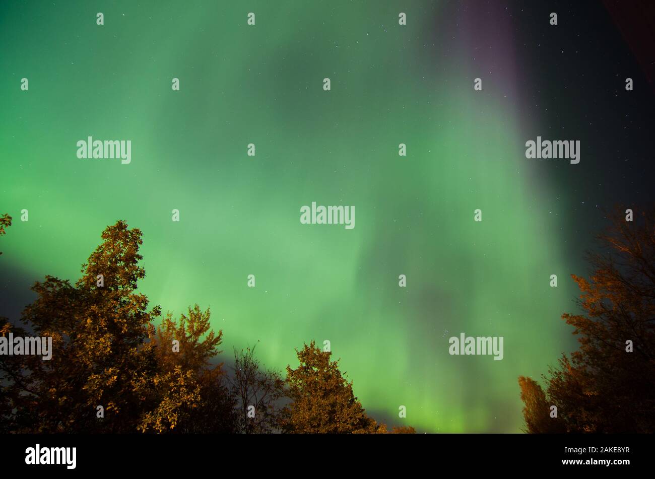 Northern lights aurora borealis above a forest Stock Photo - Alamy