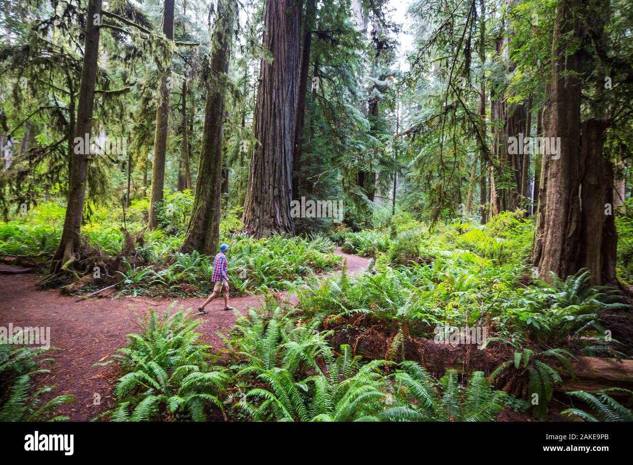 Norcal Forests Man walking on trail in between massive redwood trees in Northern ...