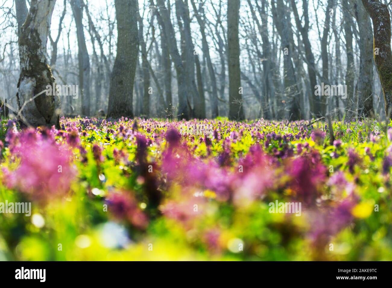 Beautiful woodland landscapes. Spring flowers In the forest Stock Photo