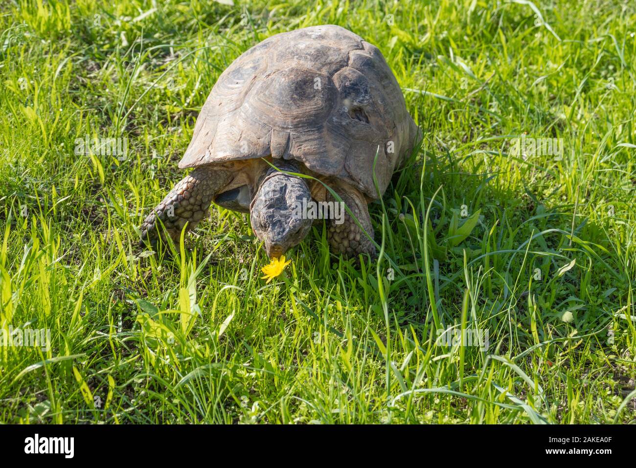 Turtle in Athens, Greece, on the sights of Acropolis monument on green grass Stock Photo