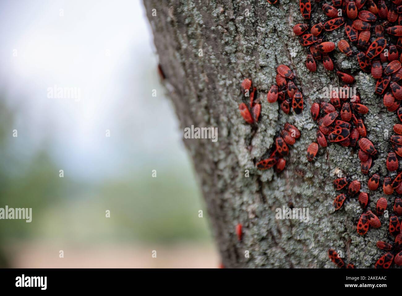 Many firebugs on a tree in different stages of development. Close-up ...