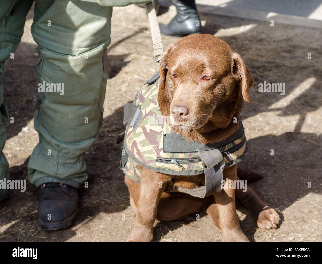 Military dog for demining of bombs in a uniform. Stock Photo
