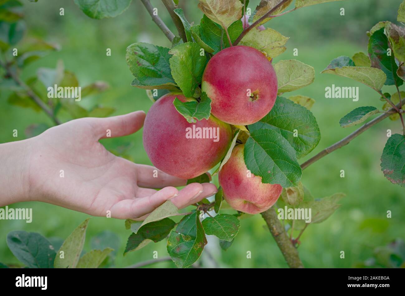 Girl plucks red apples from the tree Stock Photo