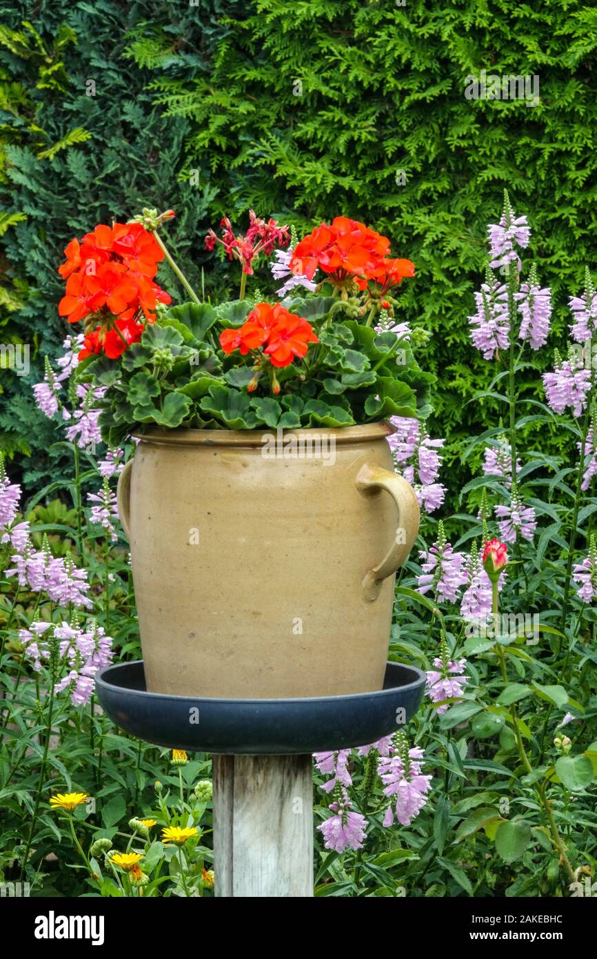 Allotment garden, Red geranium Pelargonium in ceramic pot flowers container Stock Photo
