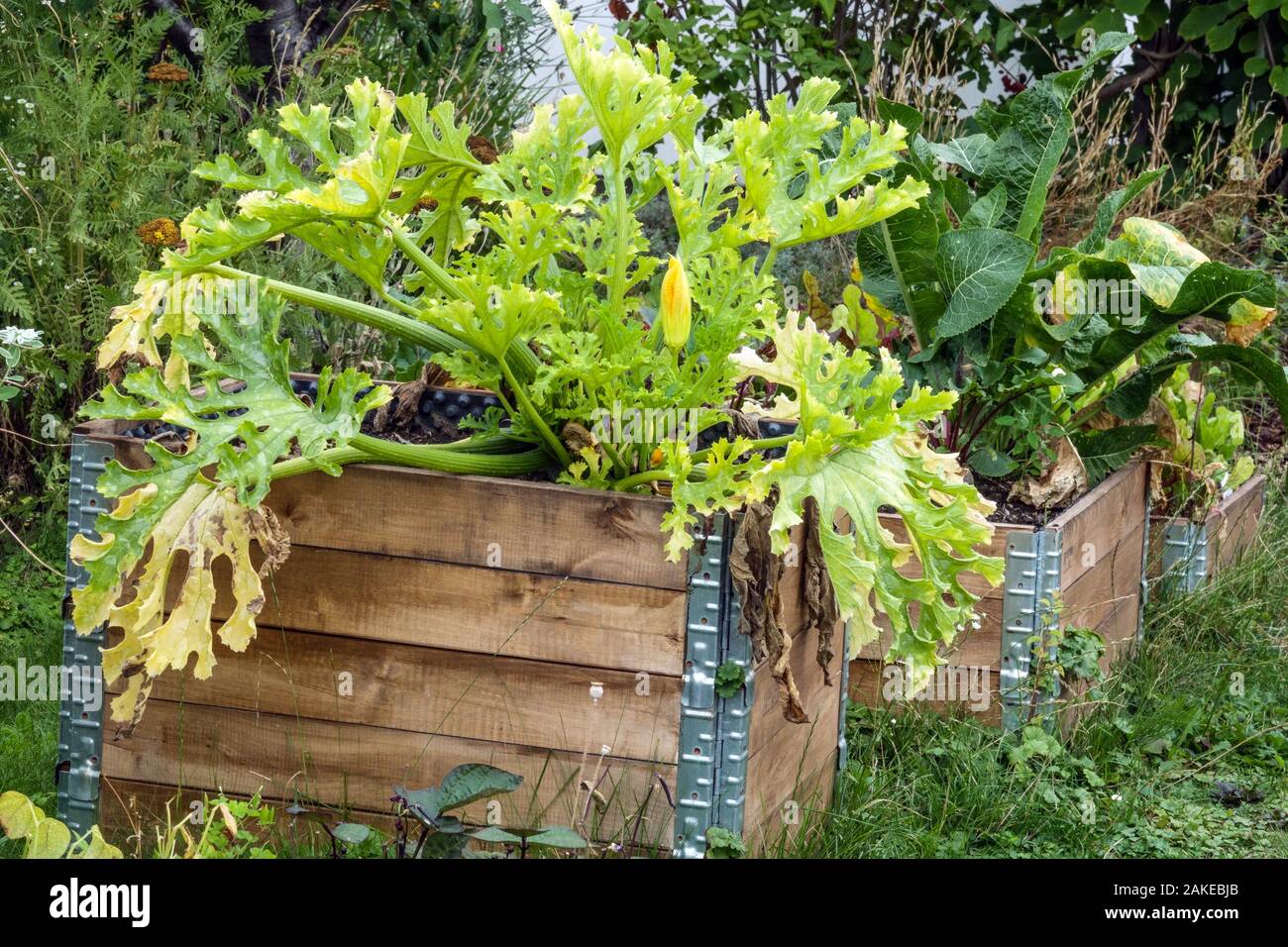 Three wooden composters in a row, allotment garden zucchini grows up growing compost plants Stock Photo