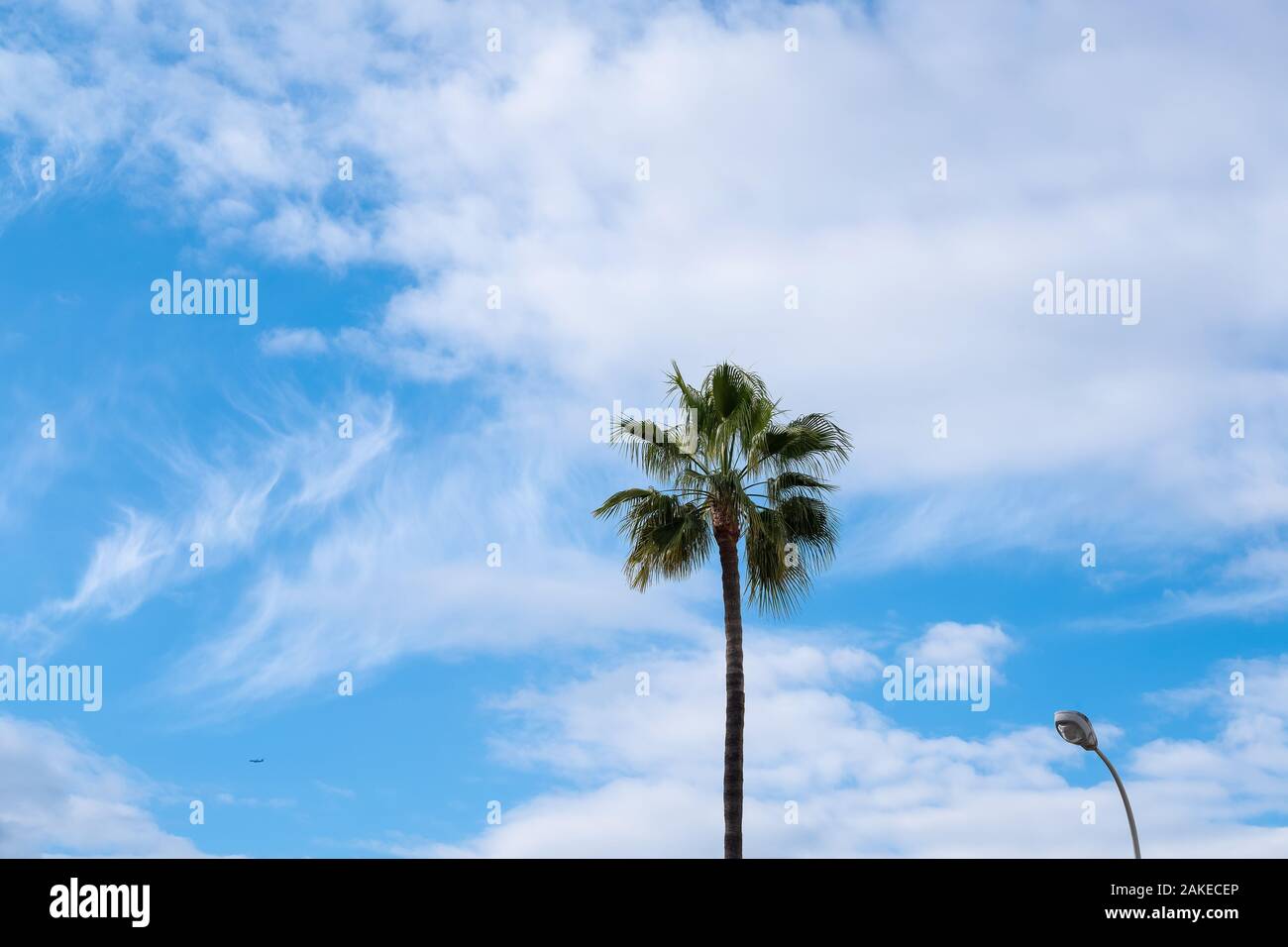 low angle view of one high palm tree against blue sky with scattered clouds Stock Photo