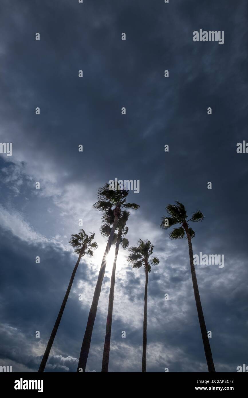 various palm trees against dramatic cloud sky during rainy, stormy weather Stock Photo